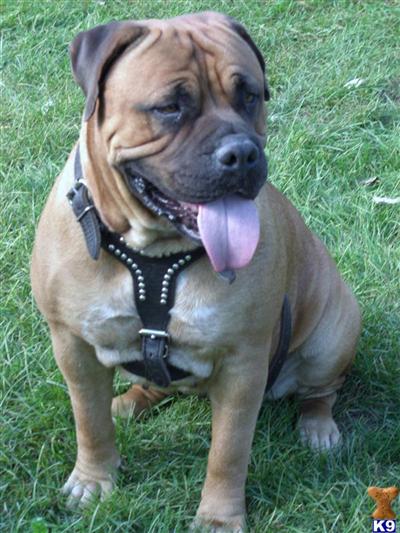 Dogs - Bullmastiff